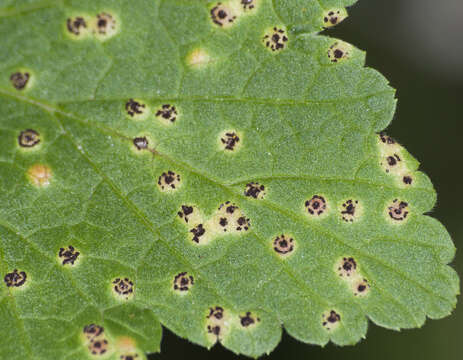 Image of Puccinia ribis DC. 1805