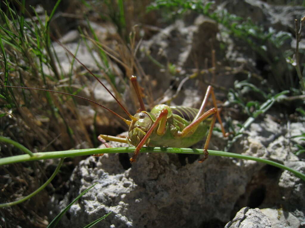 Image of Ephippiger diurnus Dufour 1841