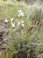 Sivun Astragalus leibergii M. E. Jones kuva