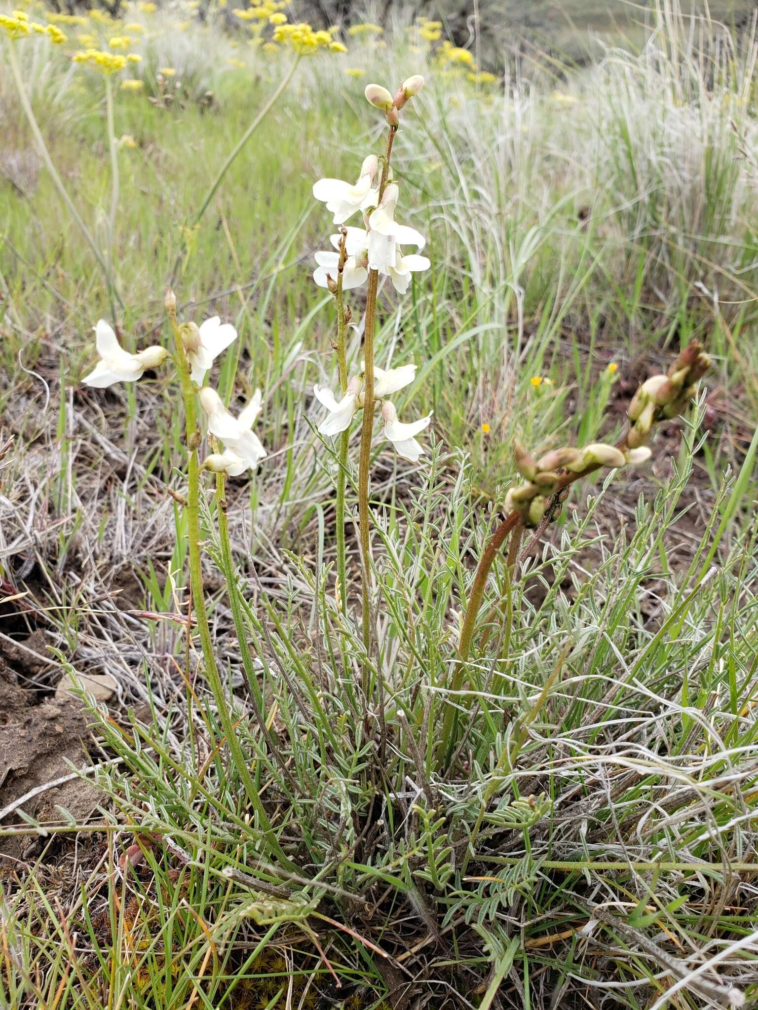 Sivun Astragalus leibergii M. E. Jones kuva