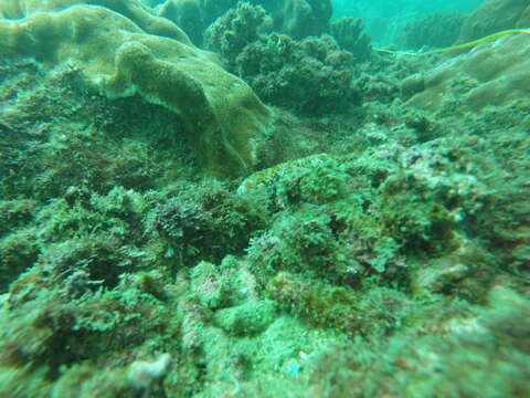 Image of leaf coral