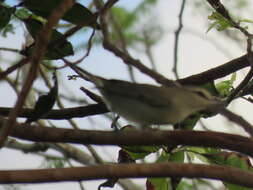 Слика од Vireo magister (Baird & SF 1871)