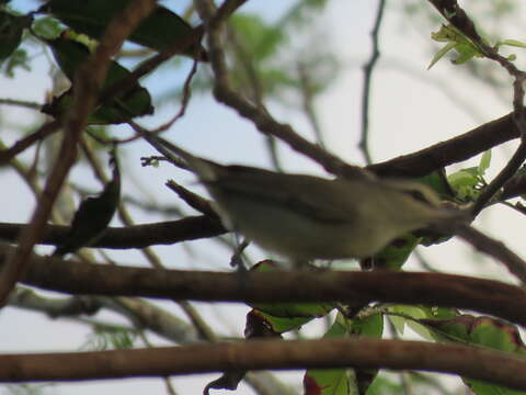 Imagem de Vireo magister (Baird & SF 1871)