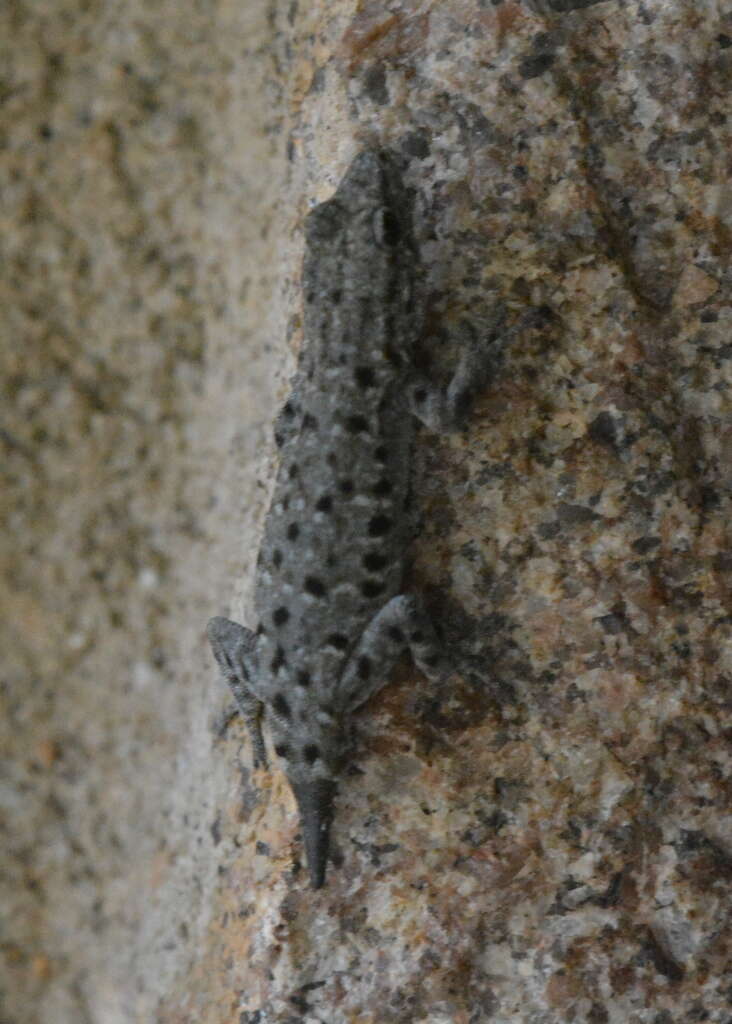 Image of Stevenson's Dwarf Gecko