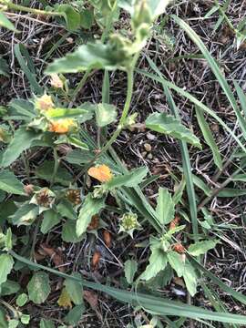 Image of Wright's false mallow