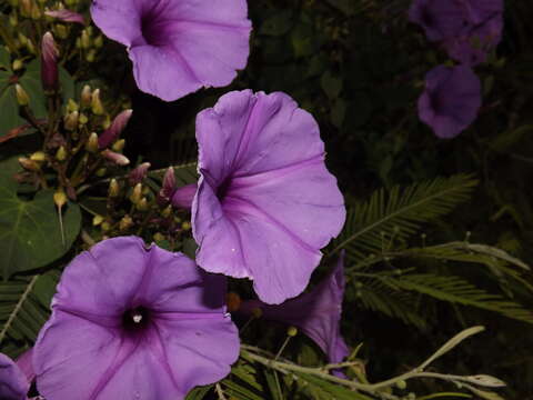 Image of Ipomoea pedicellaris Benth.