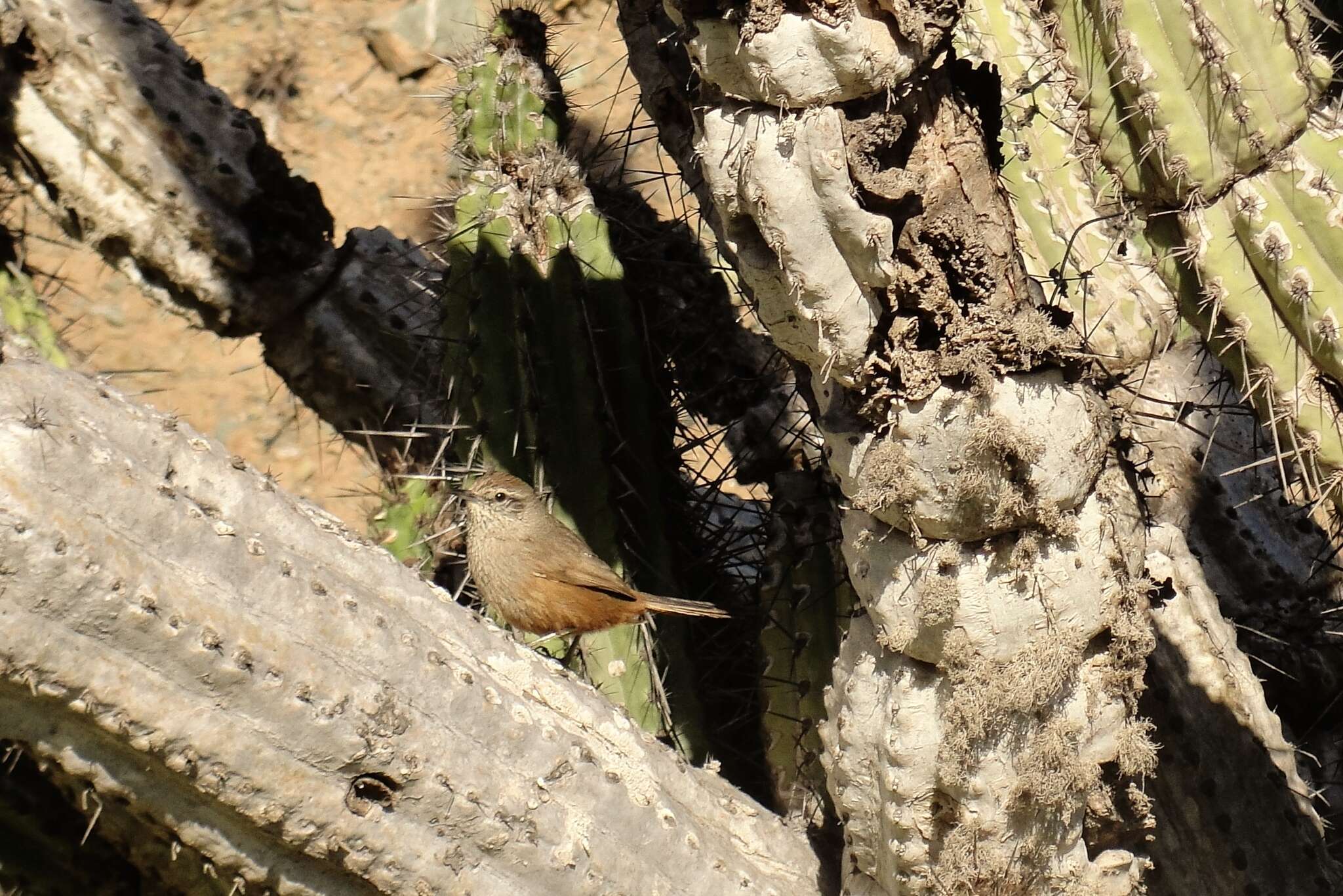 Image of Dusky-tailed Canastero