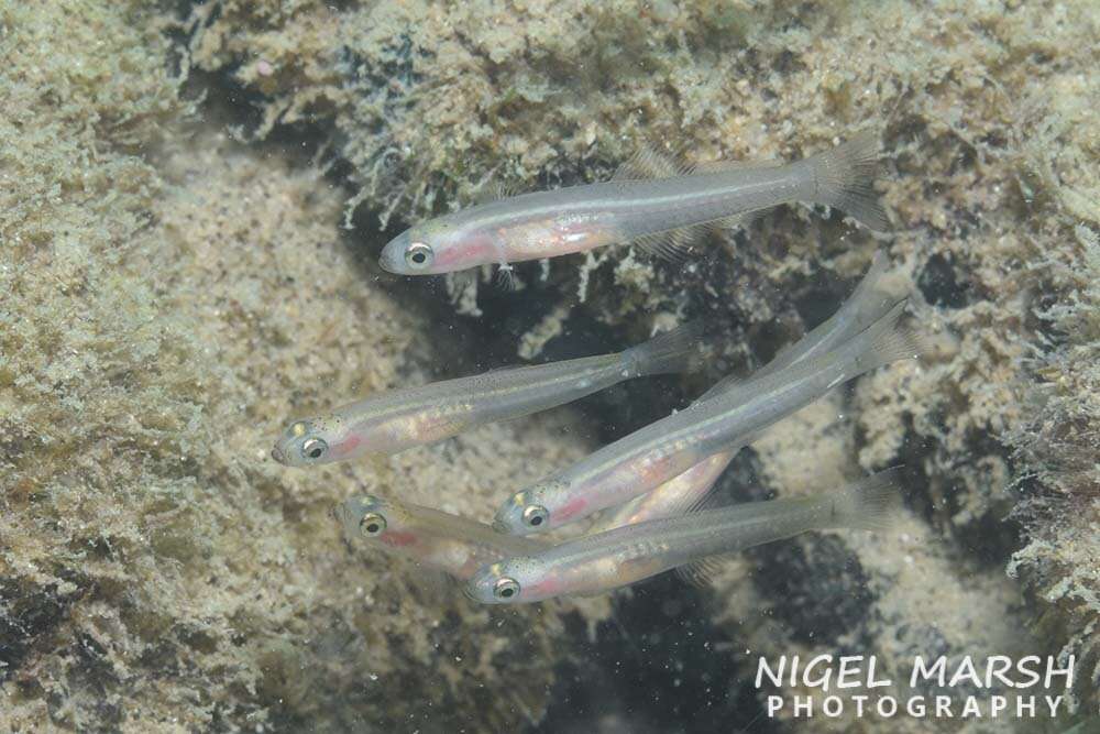 Image of Blue gudgeon