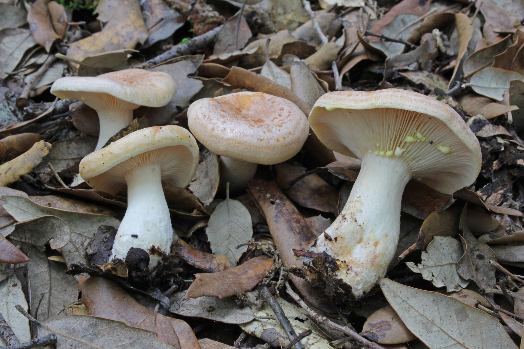 Image of Lactarius chrysorrheus Fr. 1838