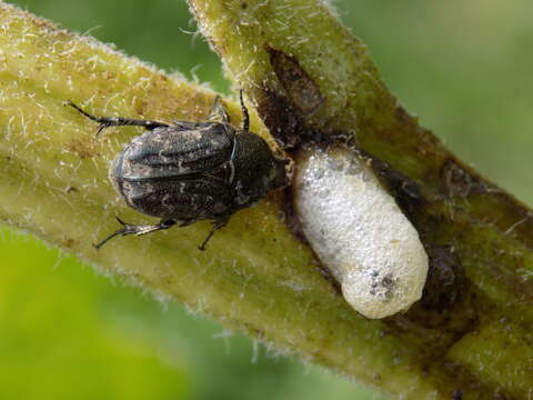 Image of Dark Flower Scarab