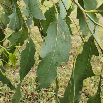 Imagem de Eucalyptus moluccana Roxb.