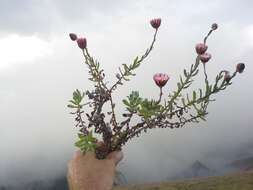 Image of Helichrysum wilmsii Moeser