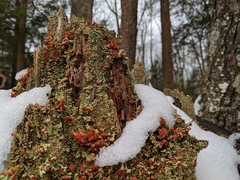 Image of cup lichen