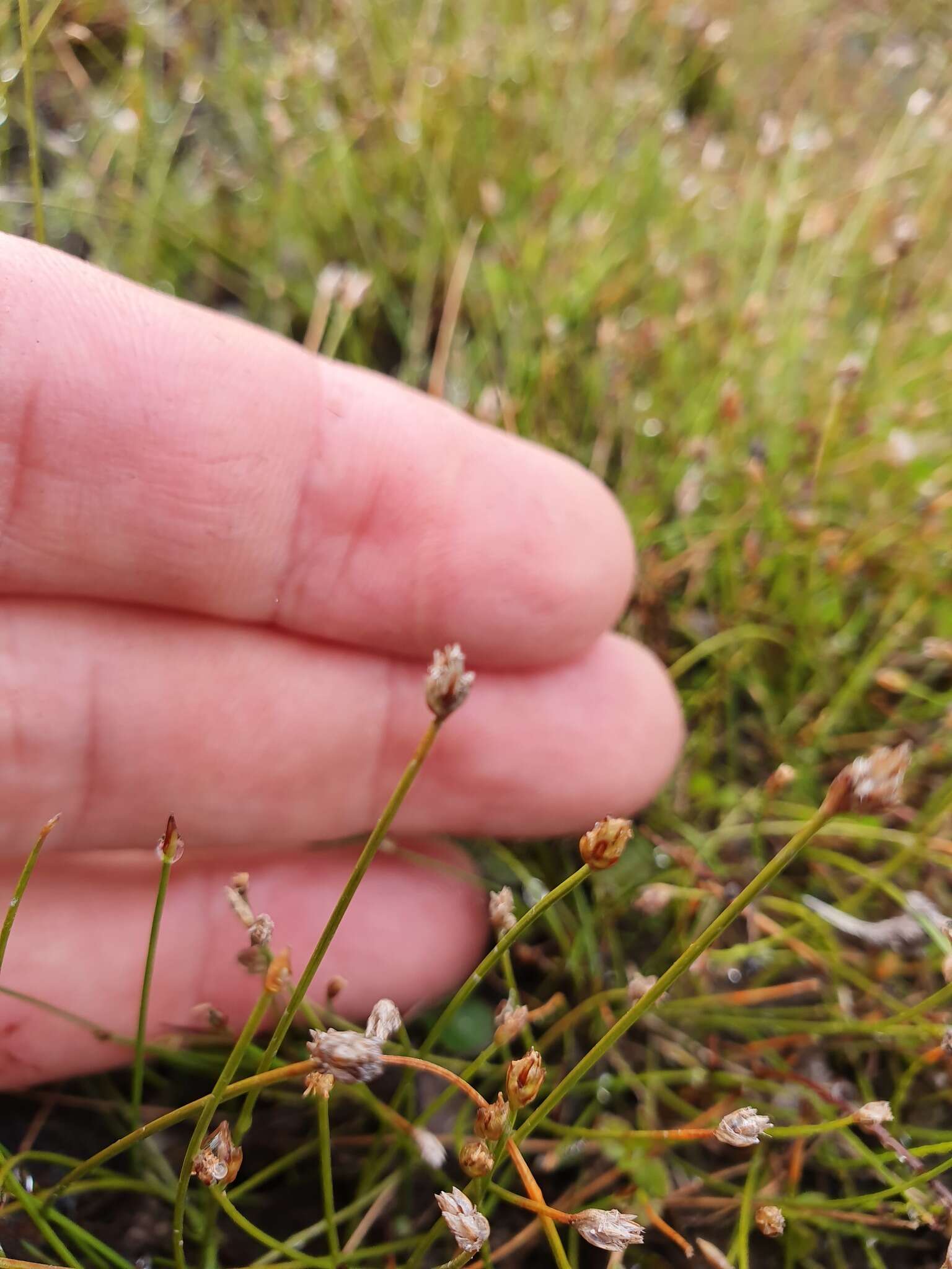 Image of Eleocharis gracilis R. Br.