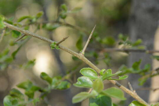 Image of Wilde apricot