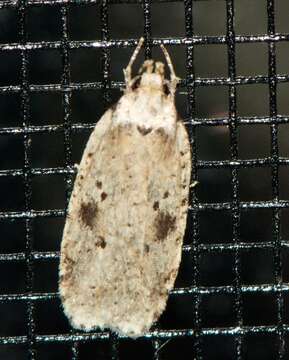 Image of Agonopterix canadensis Busck 1902