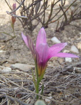 Image of Romulea fibrosa M. P. de Vos