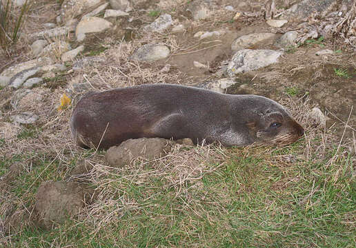 Image of Antipodean Fur Seal