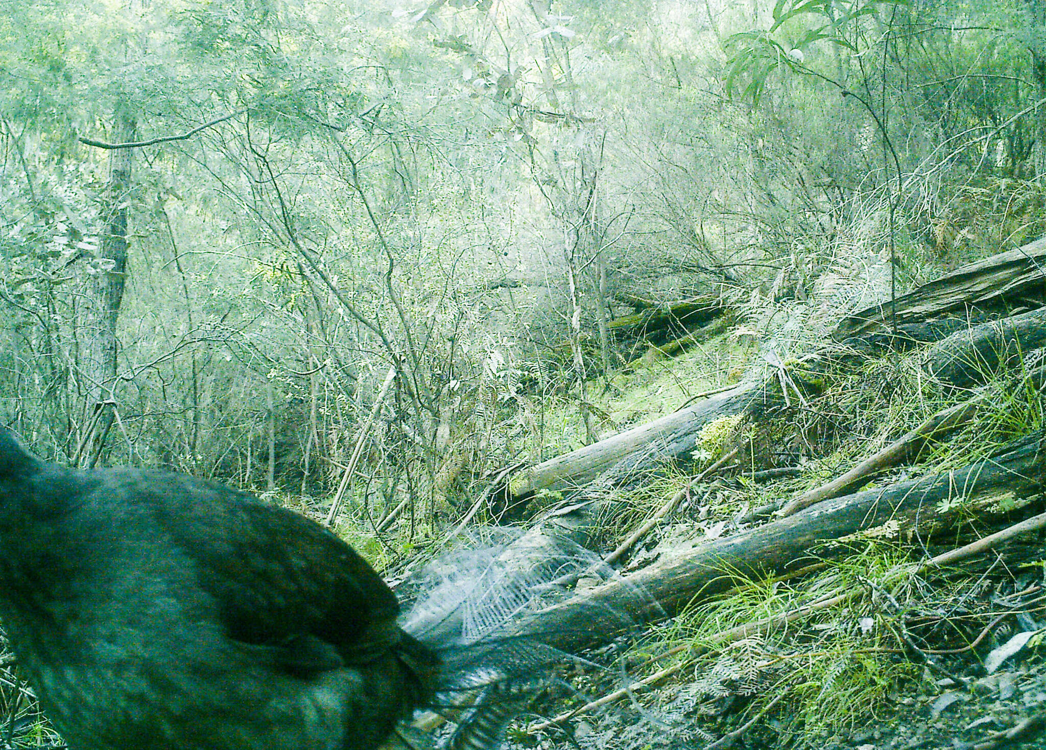 Image of lyrebirds