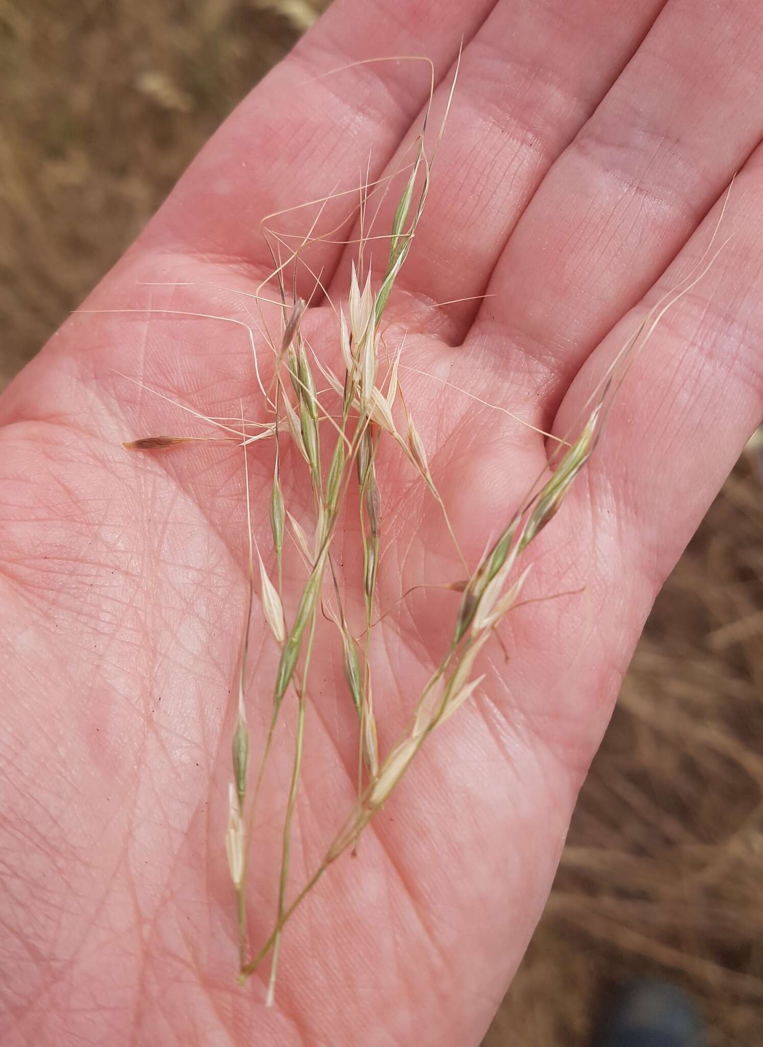 Image of Austrostipa bigeniculata (Hughes) S. W. L. Jacobs & J. Everett