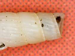 Turbonilla lactea (Linnaeus 1758)的圖片