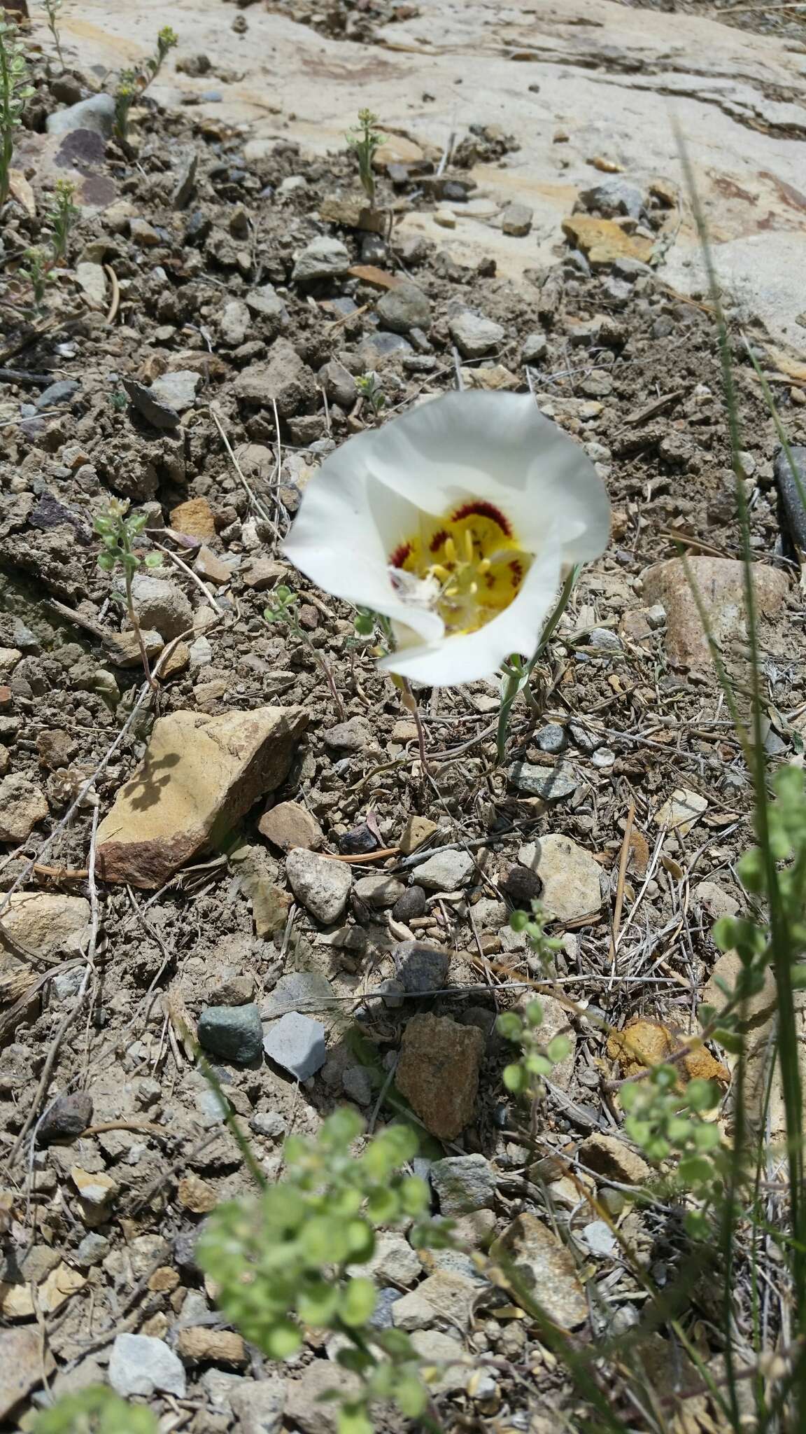 Image of sego lily