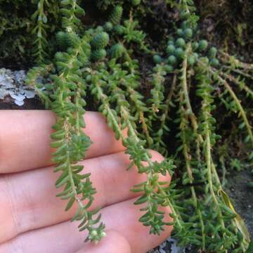 Image of Sedum greggii Hemsl.