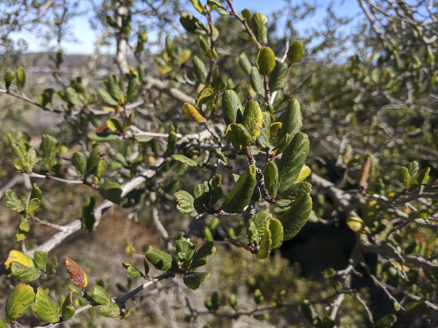 Image of smooth mountain mahogany