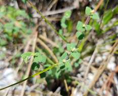 Image of Pineland sandmat