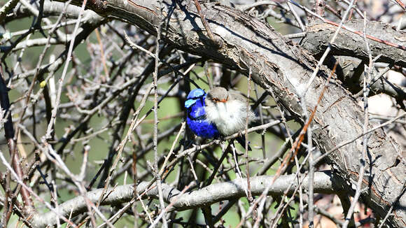 Image of Splendid Fairywren