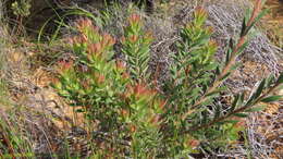 Sivun Leucadendron loeriense I. Williams kuva