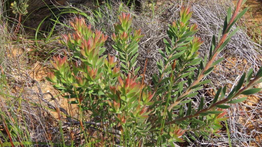 Sivun Leucadendron loeriense I. Williams kuva