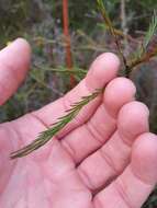 Imagem de Platysace linearifolia (Cav.) C. Norman