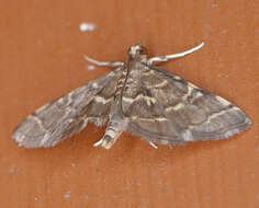 Image of Yellow-spotted Webworm Moth