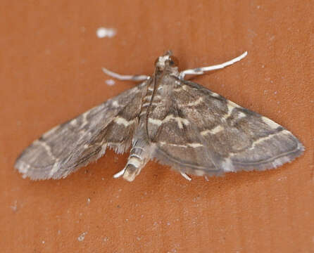 Image of Yellow-spotted Webworm Moth