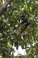 Image of Coimbra Filho's Titi Monkey