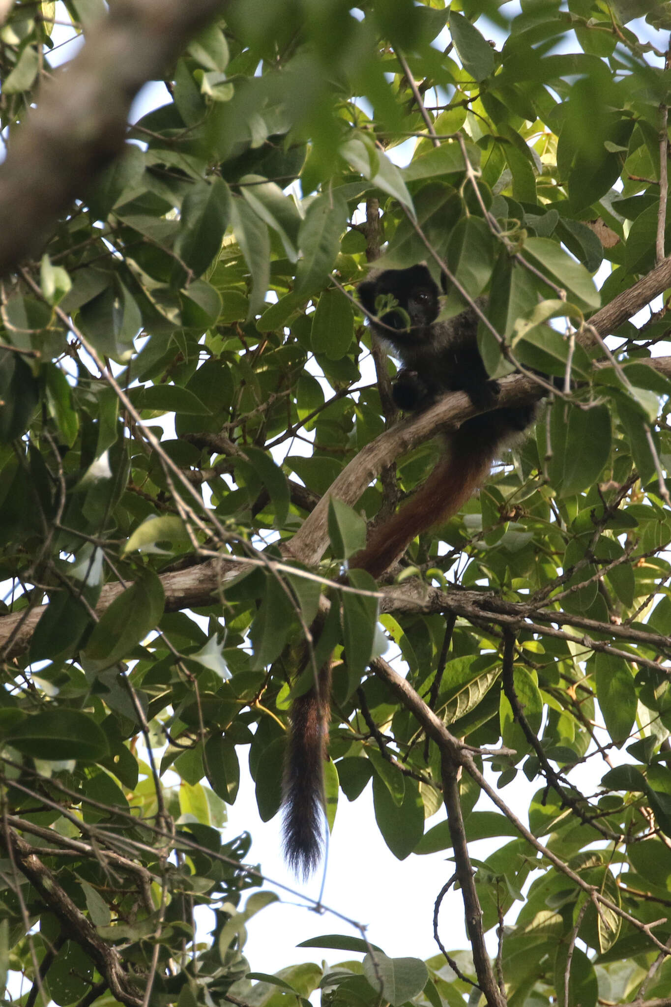 Image of Coimbra Filho's Titi Monkey