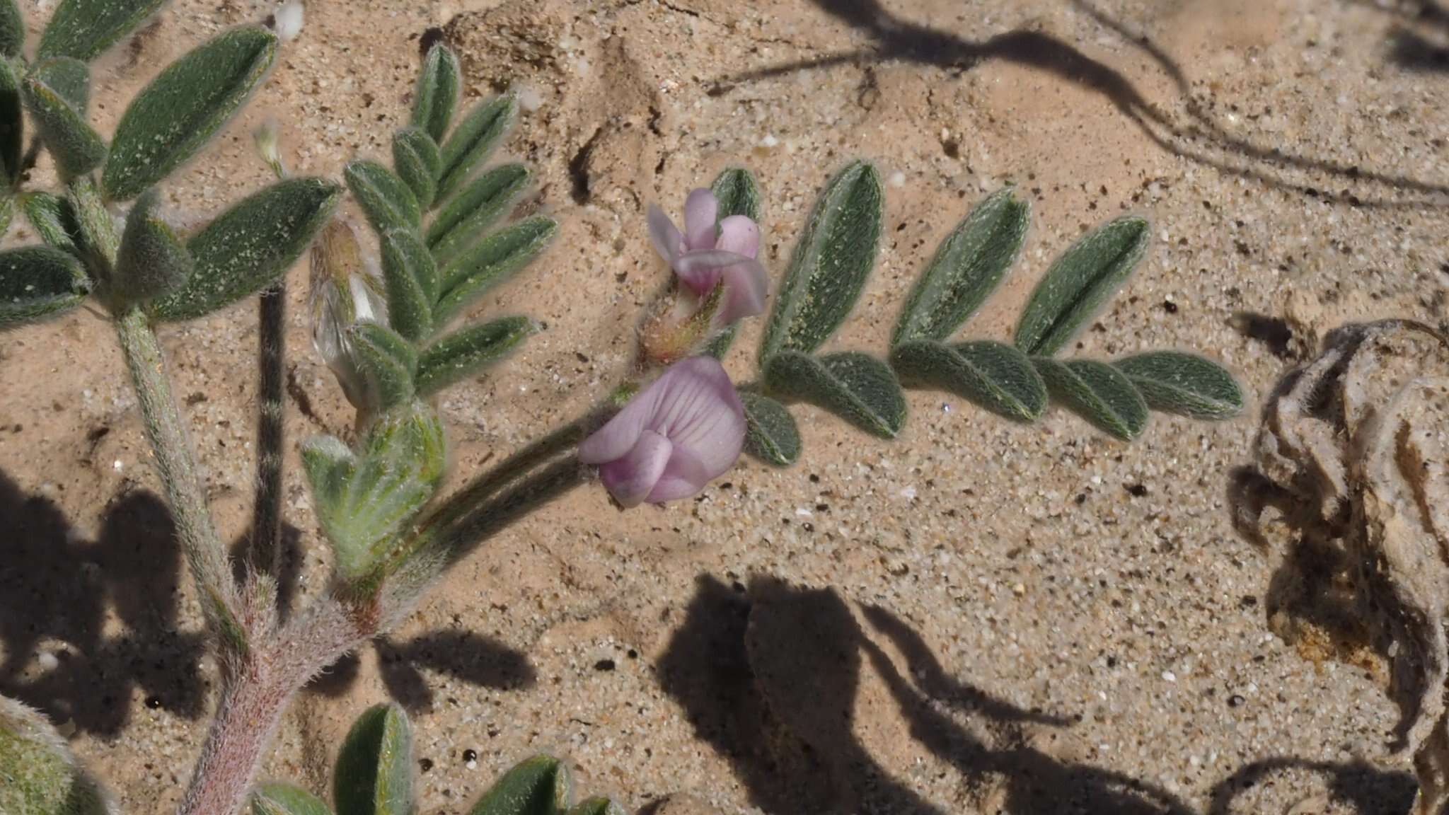 Image of gravel milkvetch