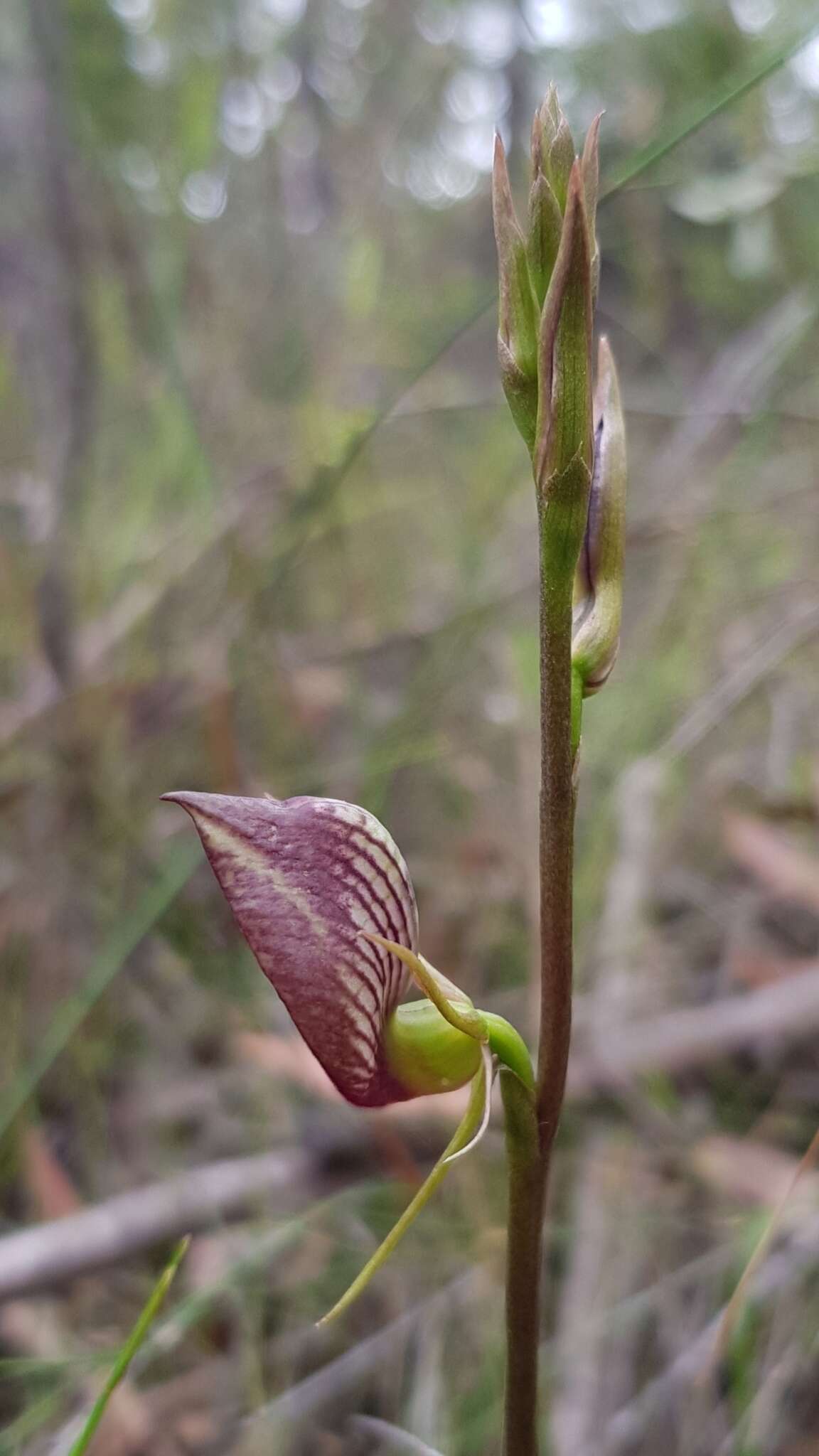 Image of Bonnet orchid