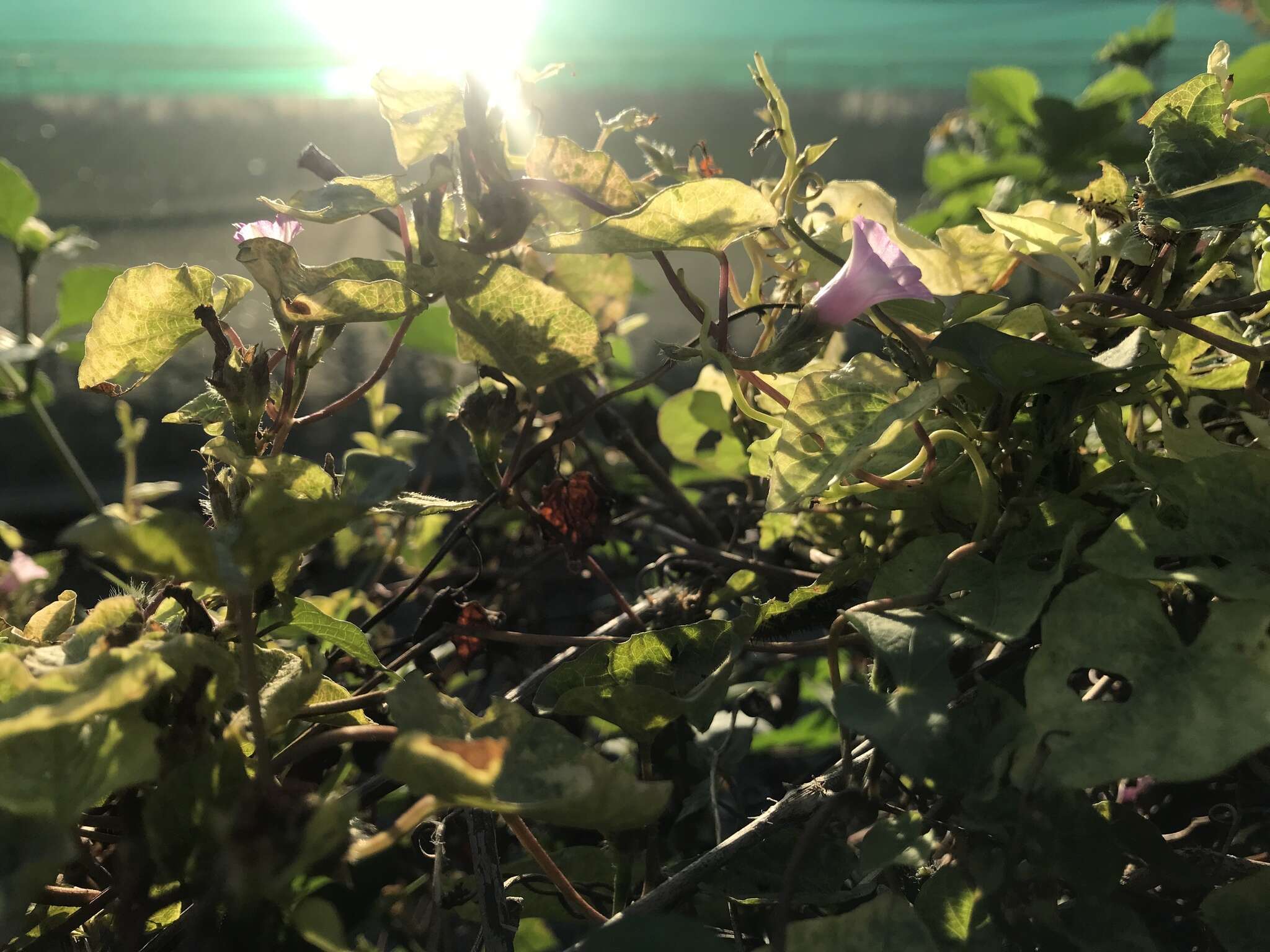 Plancia ëd Ipomoea triloba L.