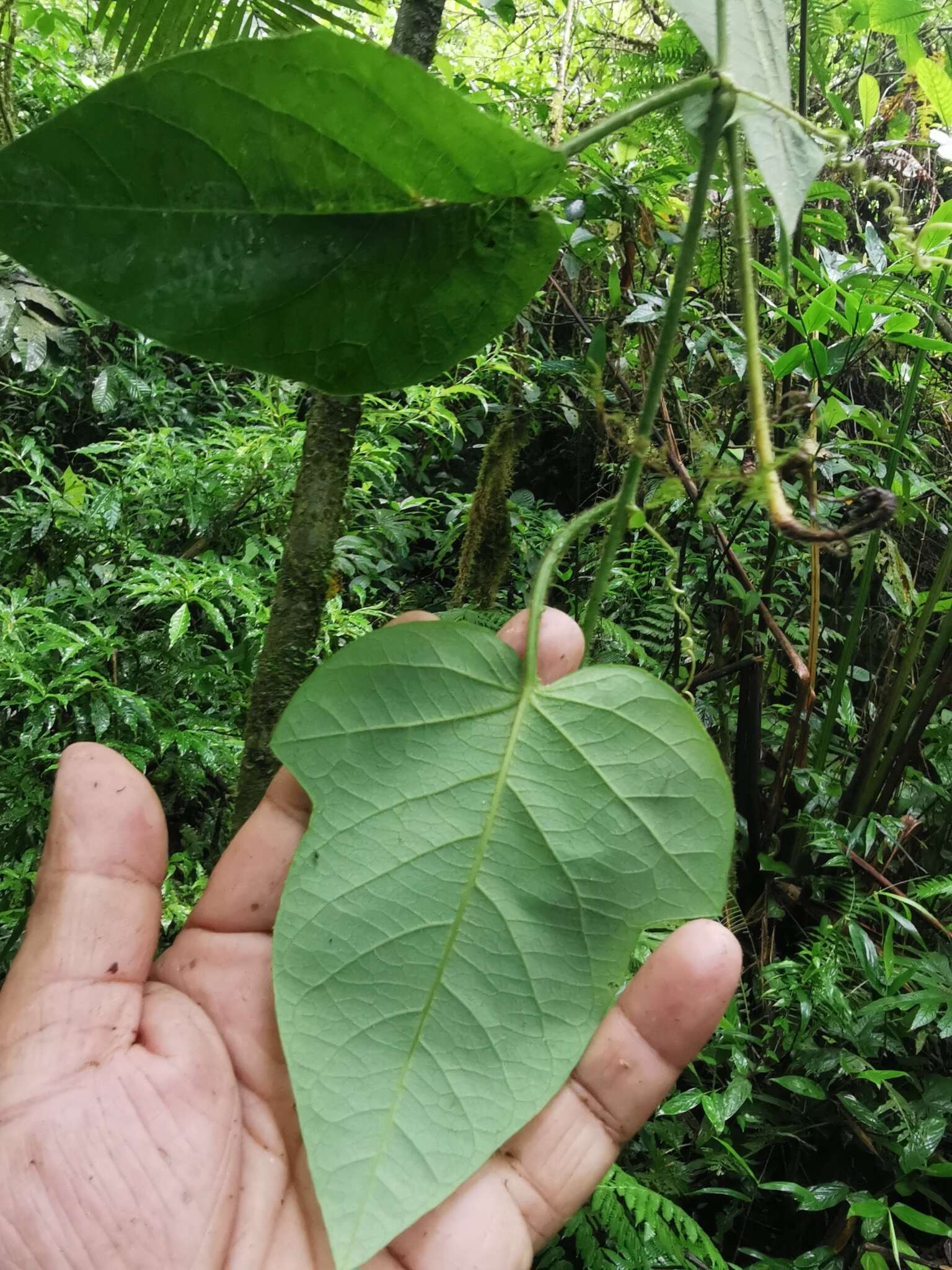 Passiflora crassifolia Killip的圖片