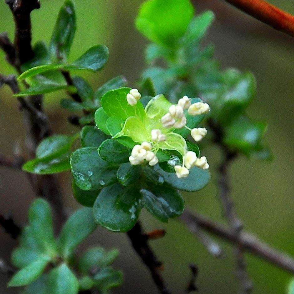 Image of Cliffortia obcordata L. fil.