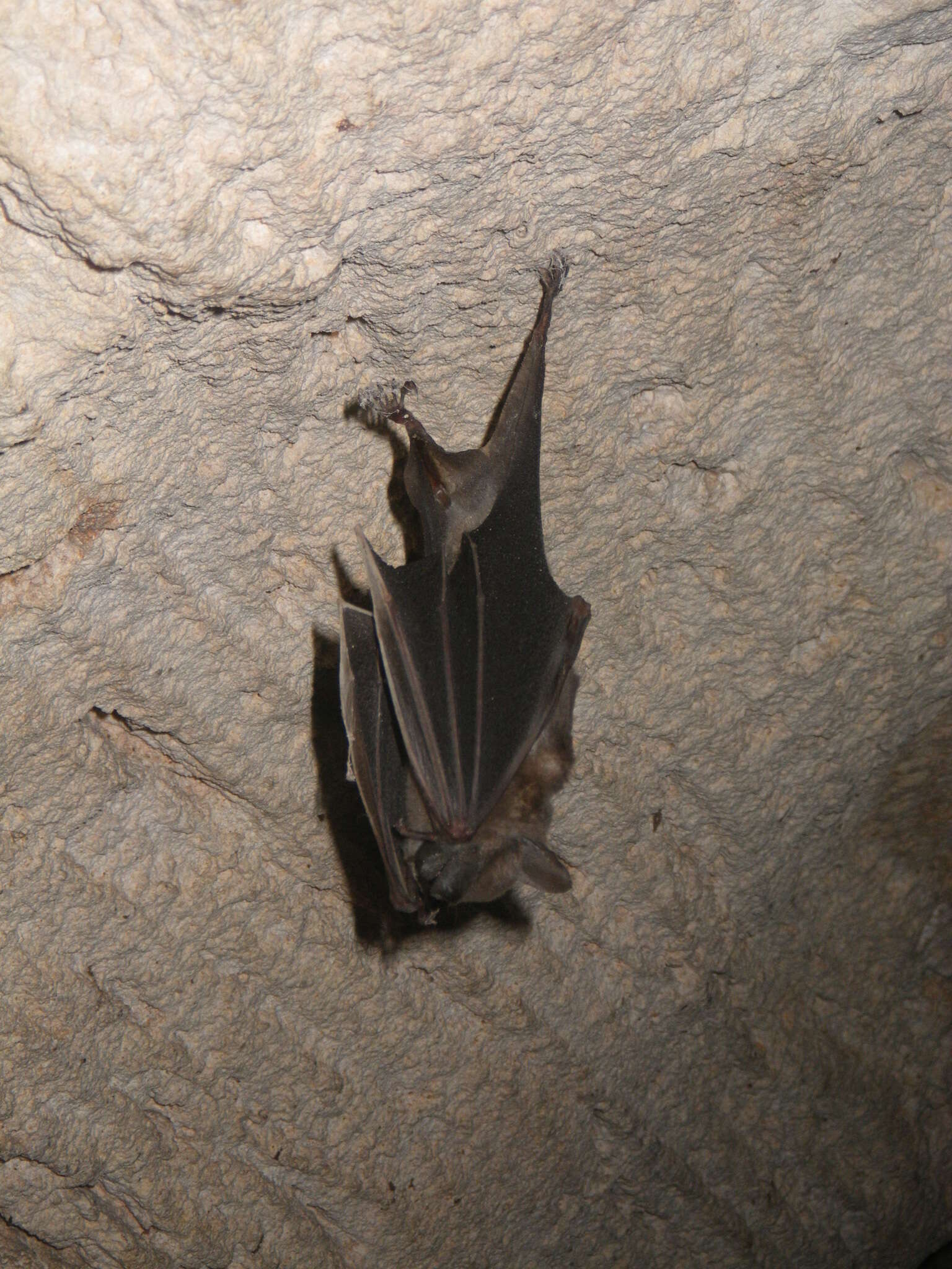 Image of Cuban Fruit-eating Bat