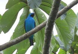 Слика од Cotinga maynana (Linnaeus 1766)