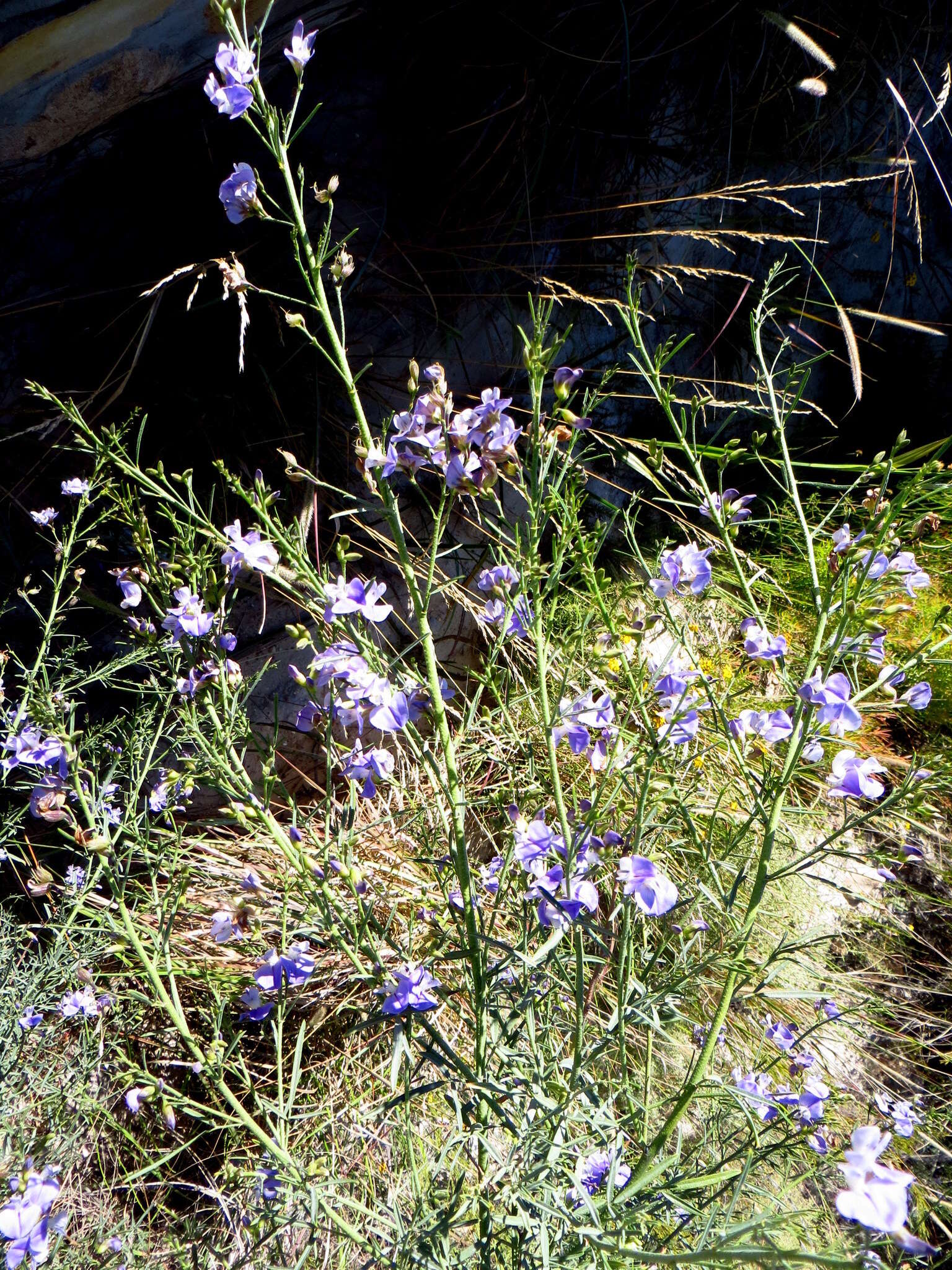 Image de Psoralea verrucosa Willd.