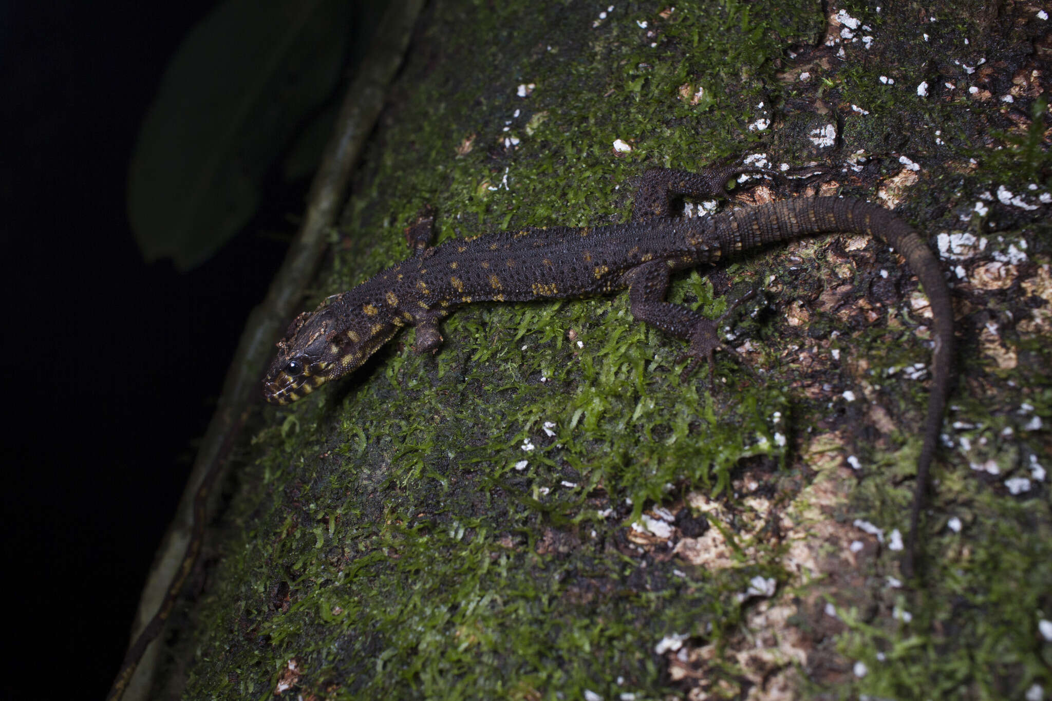 Image of Costa Rican Tropical Night Lizard