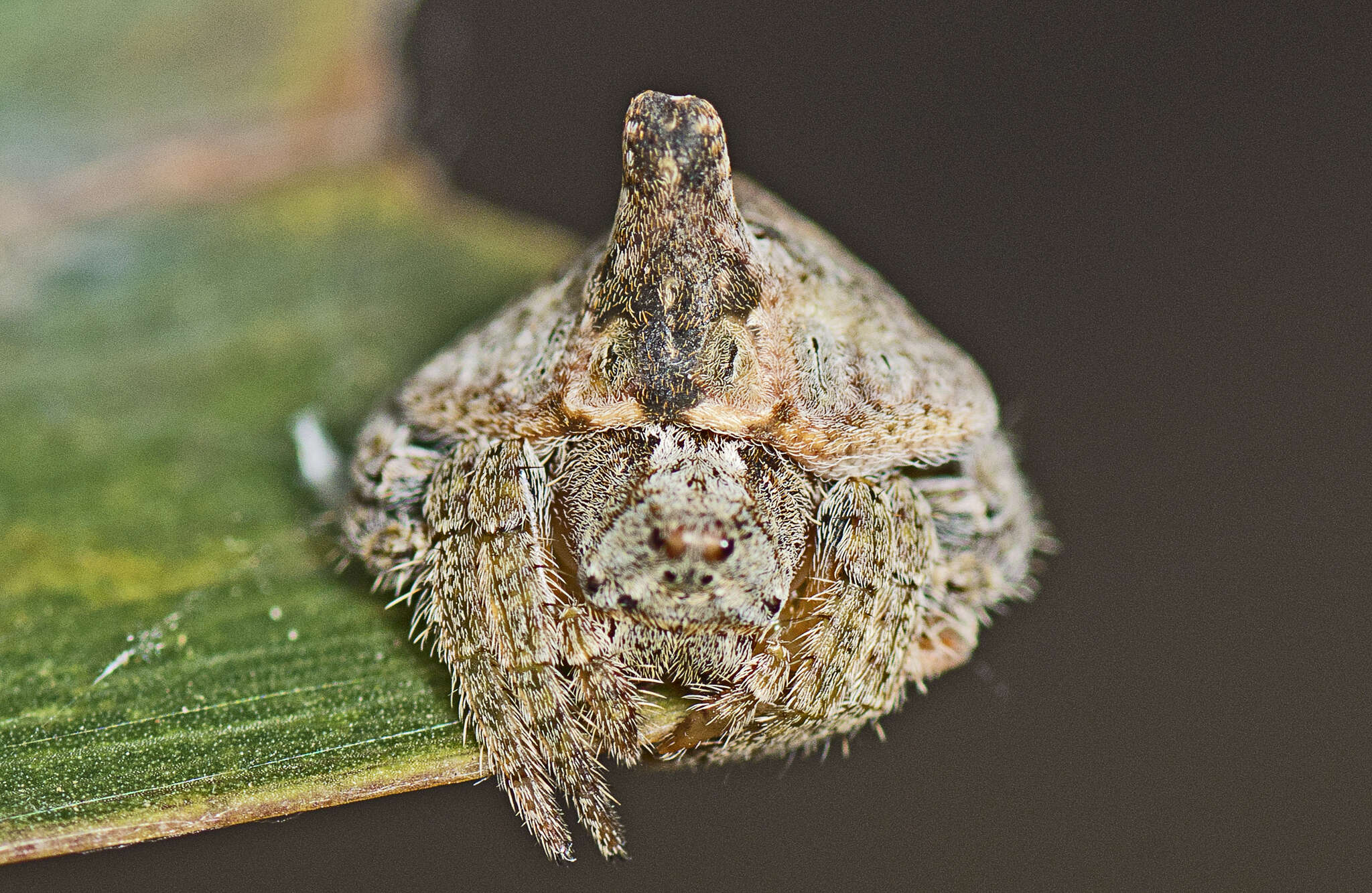 Image of Dolophones turrigera (L. Koch 1867)