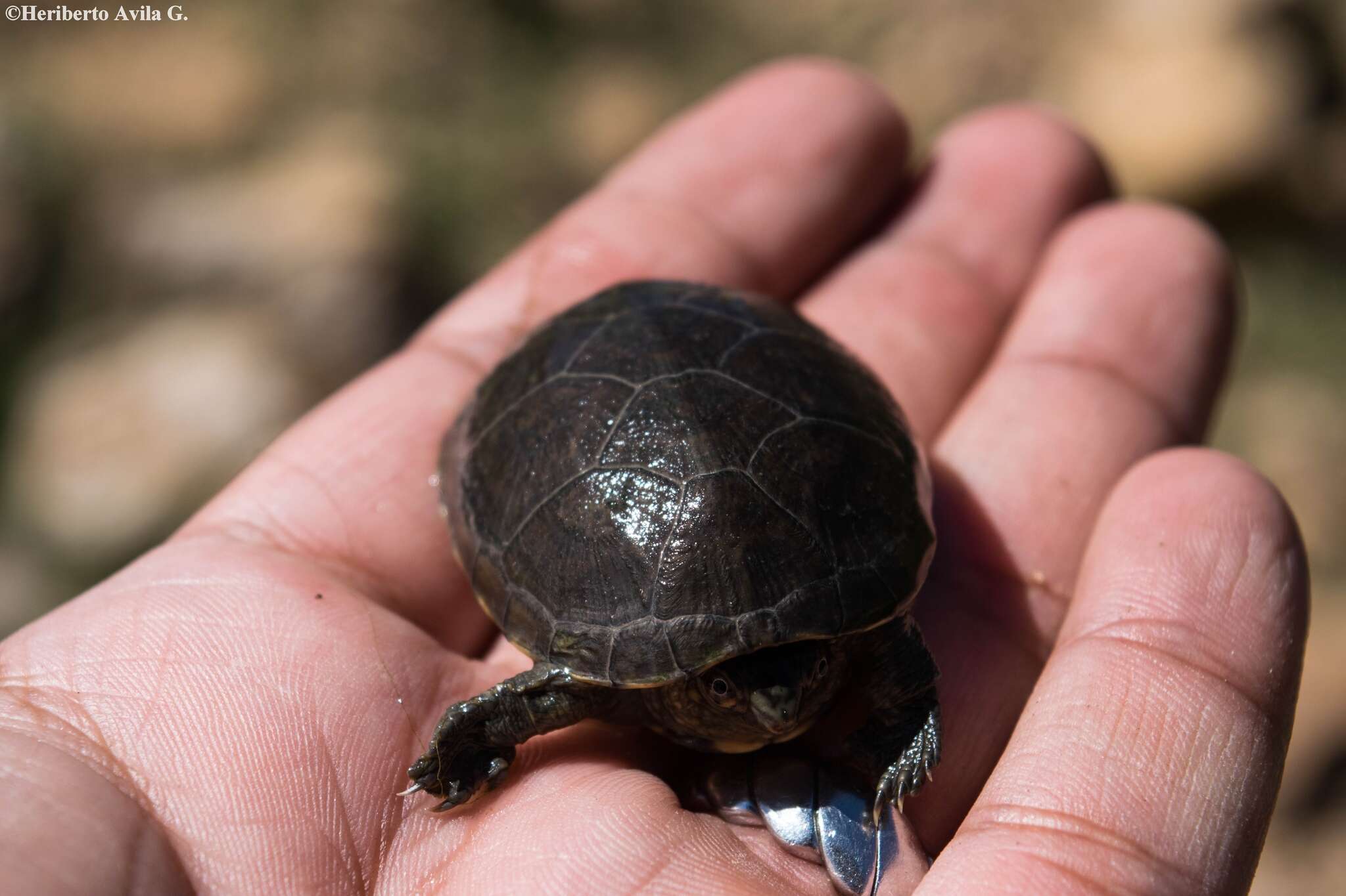 Image of Rough-footed Mud Turtle