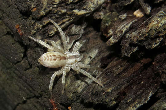 Image of Arachosia praesignis (Keyserling 1891)