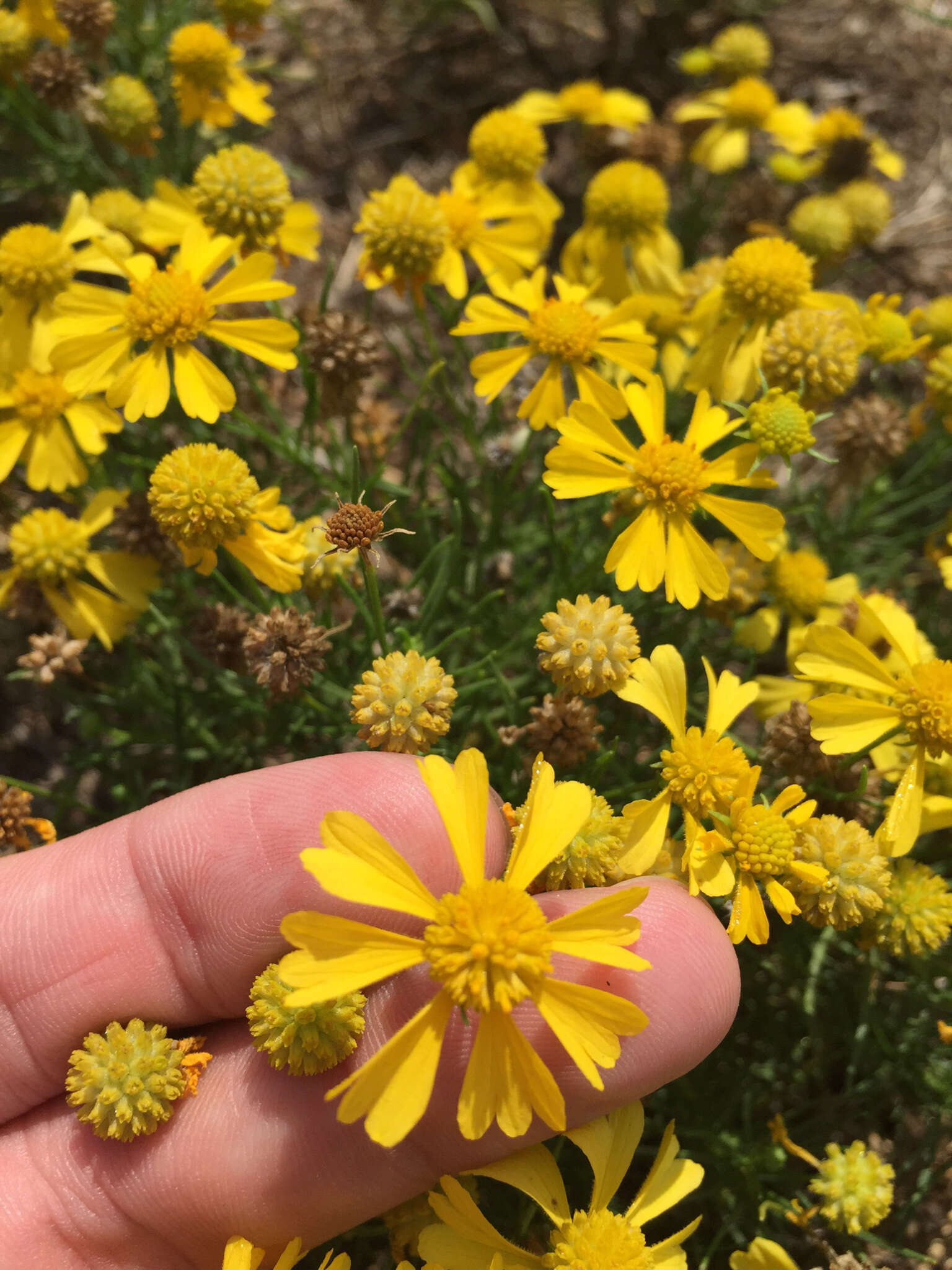 Image of Yellowdicks